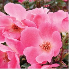 Pink Knock Out Rose, Flowering Landscape and Garden Shrub   554827274